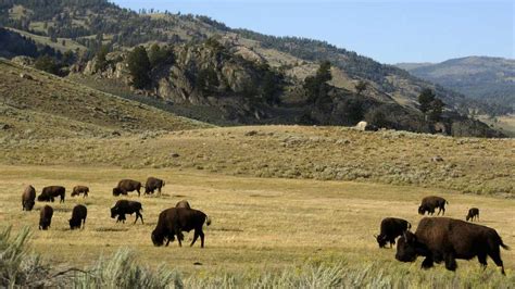 Bison herds at Yellowstone National parks create greener, more nutrient ...