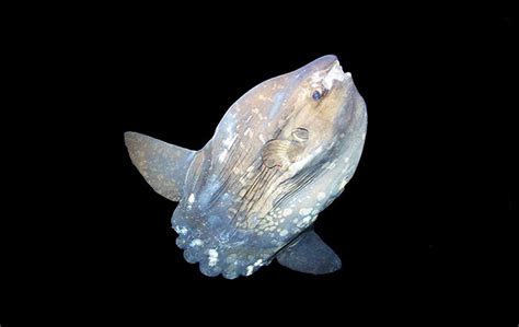 Ocean Sunfish - Oceana