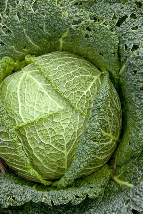 Savoy Cabbage Recipes - Great British Chefs