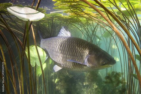 Freshwater fish grass carp (Ctenopharyngodon idella) in the beautiful ...