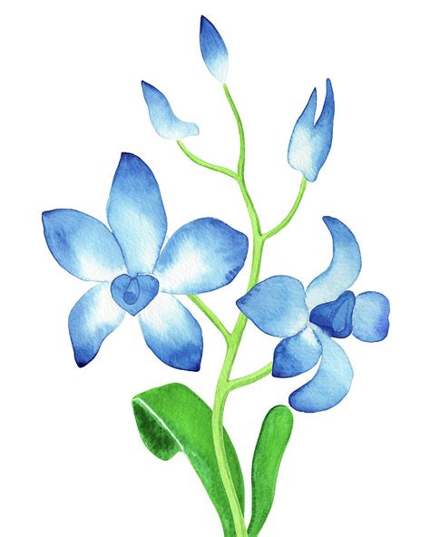 Blue Orchid Flower Botanical Watercolor Painting by Irina Sztukowski ...