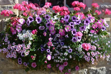 5 Cascading Plants & Flowers for Window Boxes