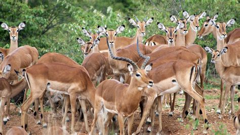 Mpala Live! Field Guide: Impala | MpalaLive