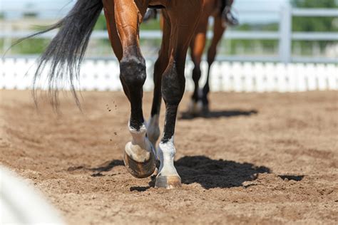 Arena Footing Check-up for 2017 - Saratoga Stalls: European Horse ...