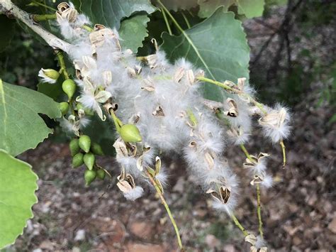 Identify the Cottonwoods - Trees in the Willow Family