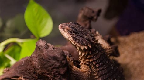 Bird Care, Cat Care, Armadillo Lizard, Lizard Habitat, Reptile Care ...