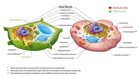 View 15 Labeled Simple Animal And Plant Cell Diagram - greatwatergraphics