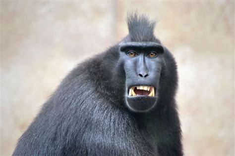 a close up of a black monkey with its mouth open