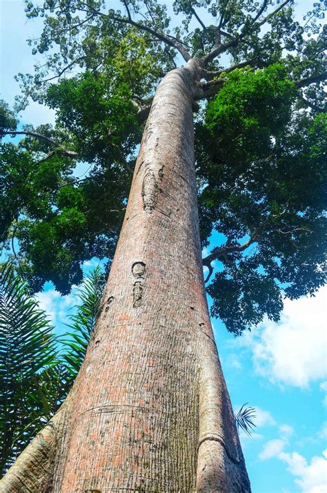 aquilaria malaccensis tree