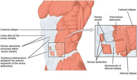 The Anterolateral Abdominal Wall - Muscles - TeachMeAnatomy