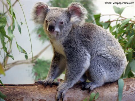 Koala Bear Wallpaper Free HD Backgrounds Images Pictures