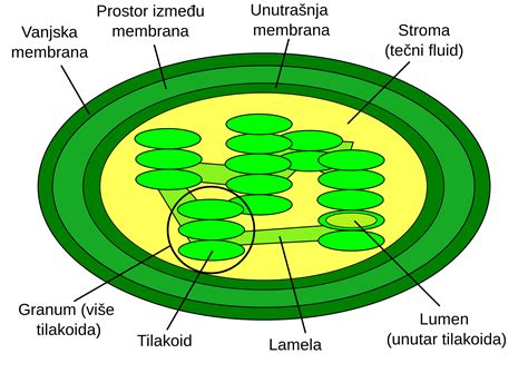 Parts Of A Chloroplast Diagram Labeled