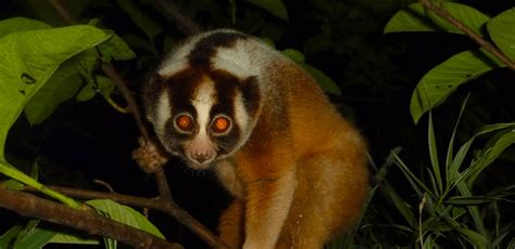 Javan Slow Loris - Conservation Report - Conjour