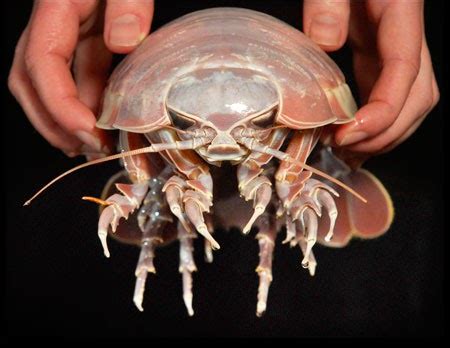 Giant Isopod