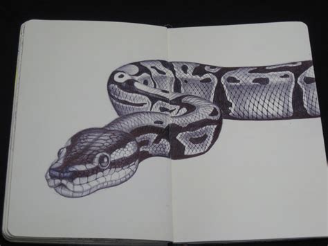 25 Idea Snake Pencil Sketch Drawing With Creative Ideas - Sketch Art ...