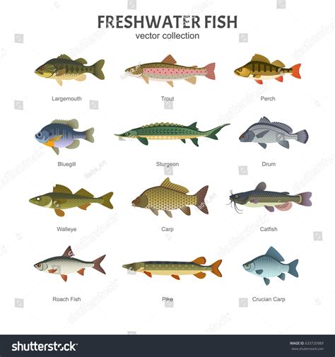 19,096 Freshwater perch Images, Stock Photos & Vectors | Shutterstock