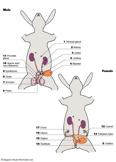 Parts Of A Rabbit Anatomy