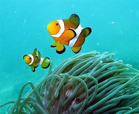 Clown Fish in the Coral Reef Stock Photo - Image of places, fish: 4640298