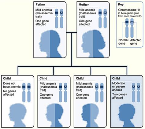 A Guide to Beta Thalassemia: CRISPR Gene Therapy is a Game-Changer