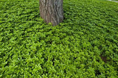 How to Grow and Care for Japanese Pachysandra | Ground cover plants ...