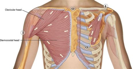 Arm Muscles Diagram Anterior Anterior Muscles Of The Shoulder Girdle ...