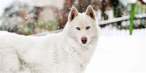 Siberian Husky Temperament and Behavior