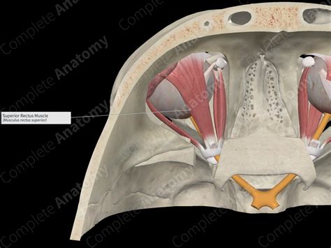 Superior Rectus Muscle | Complete Anatomy