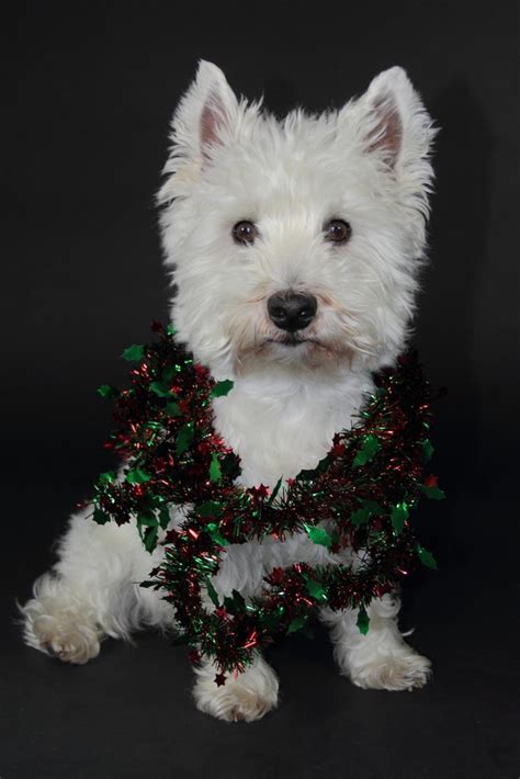 347 best Westie - Christmas images on Pinterest | Christmas animals ...