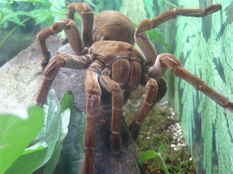 Goliath Bird Eating Spider! Scary Birds