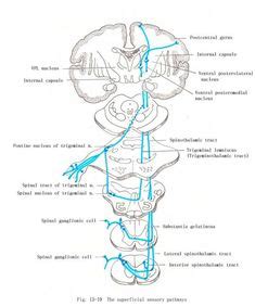 Extrapyramidal System Anatomy And Clinical Importance Kenhub