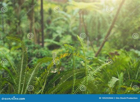 Fern in tropical forest. stock photo. Image of foliage - 105252844