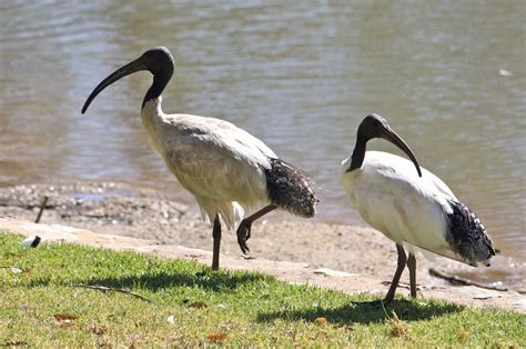 White Ibis