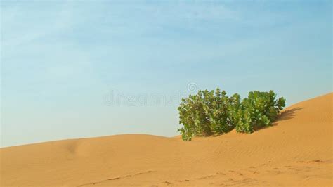 Sahara Desert Plants