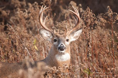 White-tailed Deer – Mike Lentz Nature Photography