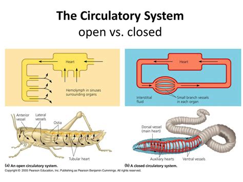 50 best ideas for coloring | Circulatory System Definition