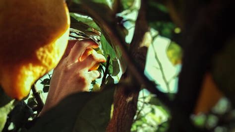 Premium Photo | Cropped hand picking fruits from tree