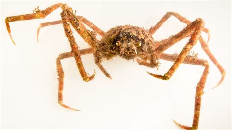 Japanese spider crab, facts and photos