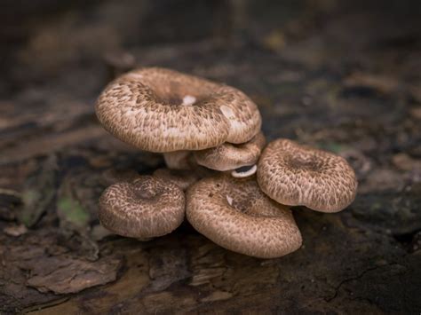 Magic Mushroom Map in UK