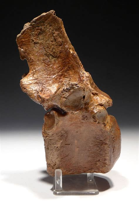 WOOLLY RHINO FOSSIL VERTEBRA RHINOCEROS FOSSILS BONES