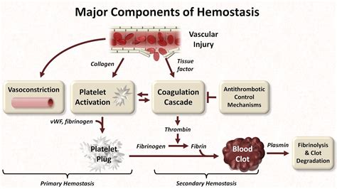 Lysis of blood clot, Factors that prevent clot extension and Role of ...