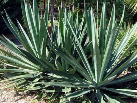 Agave sisalana (Sisal) - World of Succulents