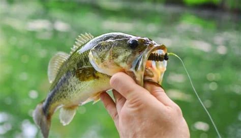 10 Best Spring Bass Lures - Cast and Spear