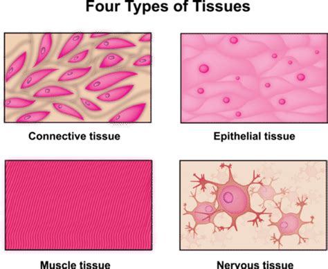 13.1: Organization of the Human Body - Biology LibreTexts