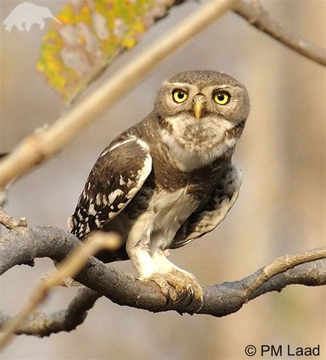 Saving the Endangered Forest Owlet