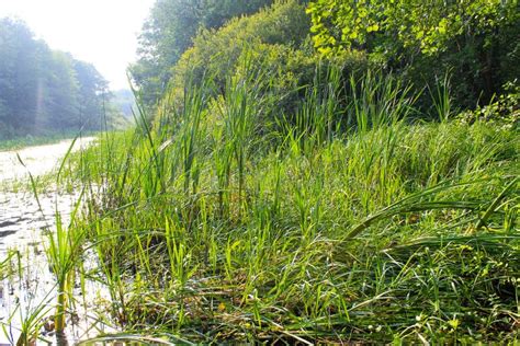 Aquatic plants in swamp stock image. Image of outdoor - 171854595