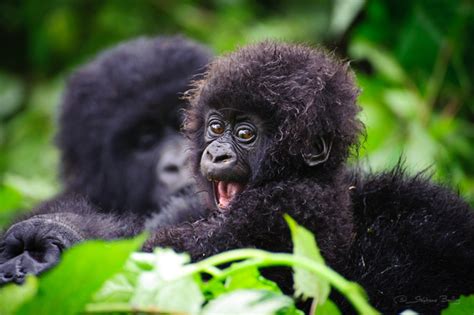 Mountain Gorilla Facts, Habitat, Diet, Life Cycle, Baby, Pictures