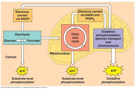 Cellular respiration - starr biology teks