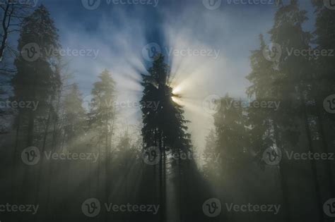 Spruce forest with sun rays 11533698 Stock Photo at Vecteezy