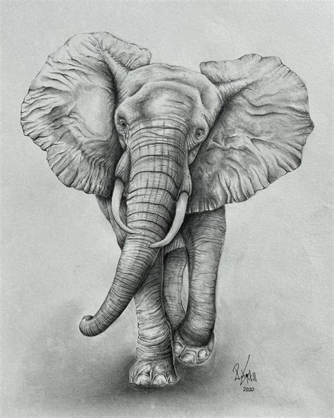 Elephant drawing realistic - nibhtlogin