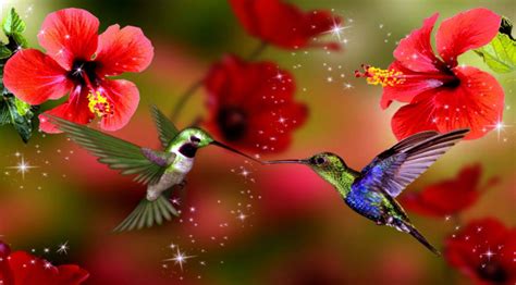 Spring Backgrounds With Birds